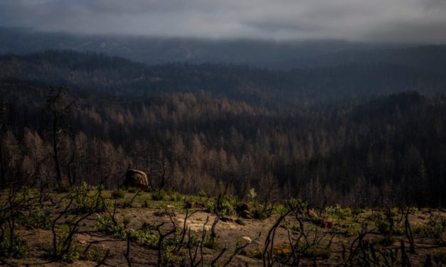 Battered, burned but alive: Time will heal park’s wounds, but it needs big money, too